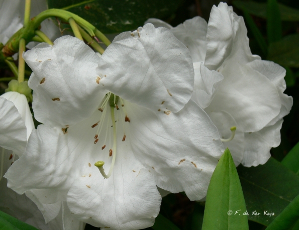 Bois des Moutiers (126) mai 2012